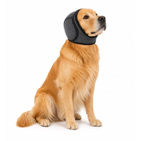 PsiZen Szary — golden retriever siedzi w nausznikach