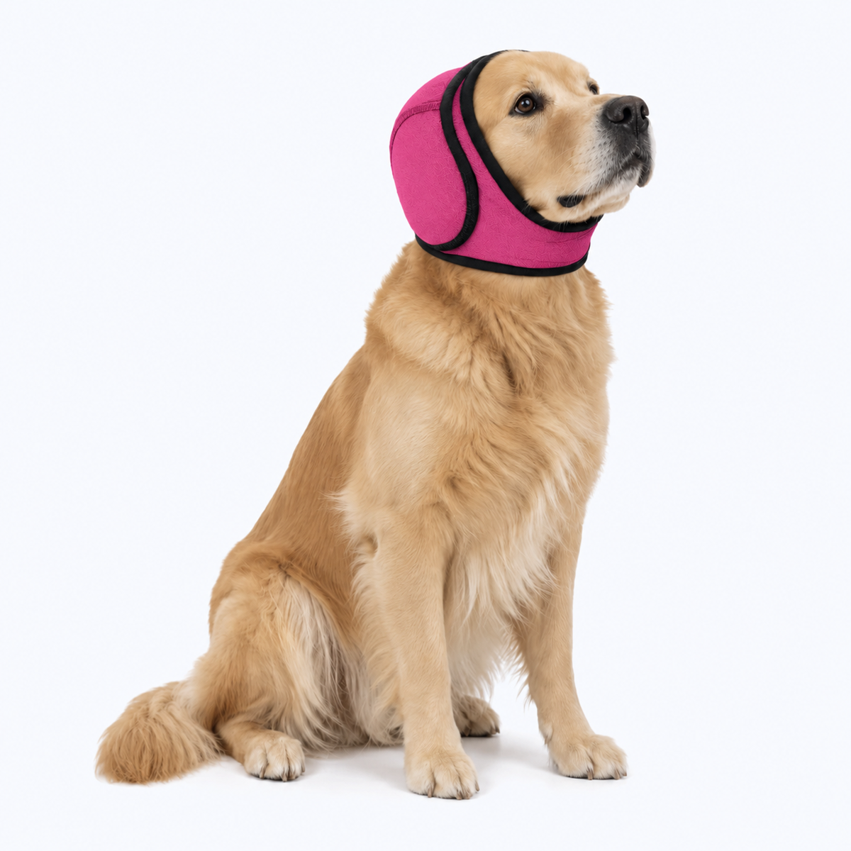 PsiZen Różowy — golden retriever w różowych nausznikach